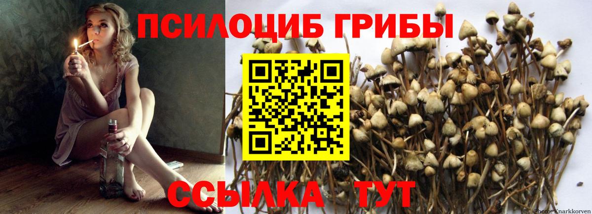 Галлюциногенные грибы ЛСД  Вход с VPN  где купить наркотик  Красноармейск  Псилоцибиновые грибы GOLDEN TEACHER 